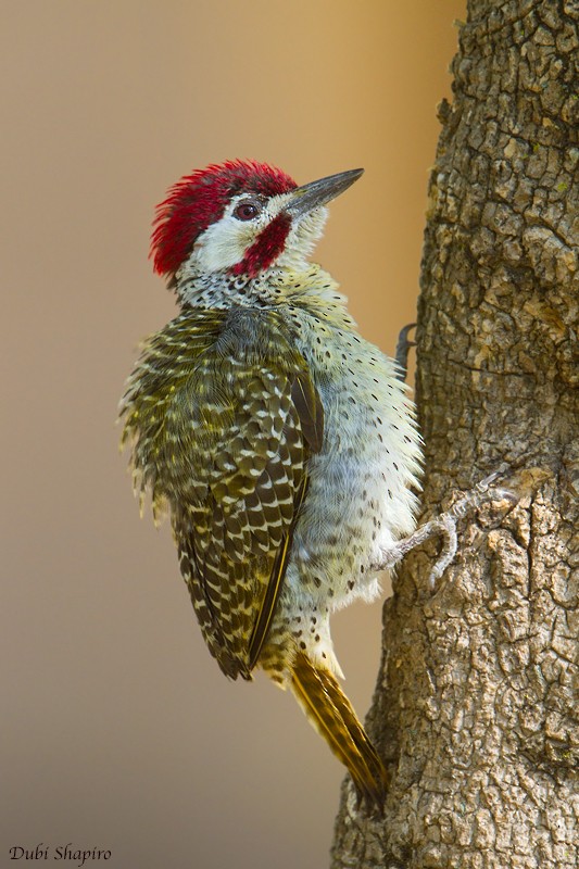 Bennett's Woodpecker (Bennett's) - Dubi Shapiro