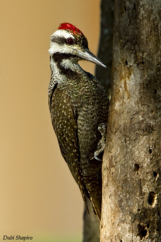 Bearded Woodpecker - Dubi Shapiro