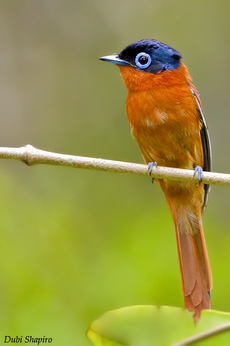 Malagasy Paradise-Flycatcher - Dubi Shapiro