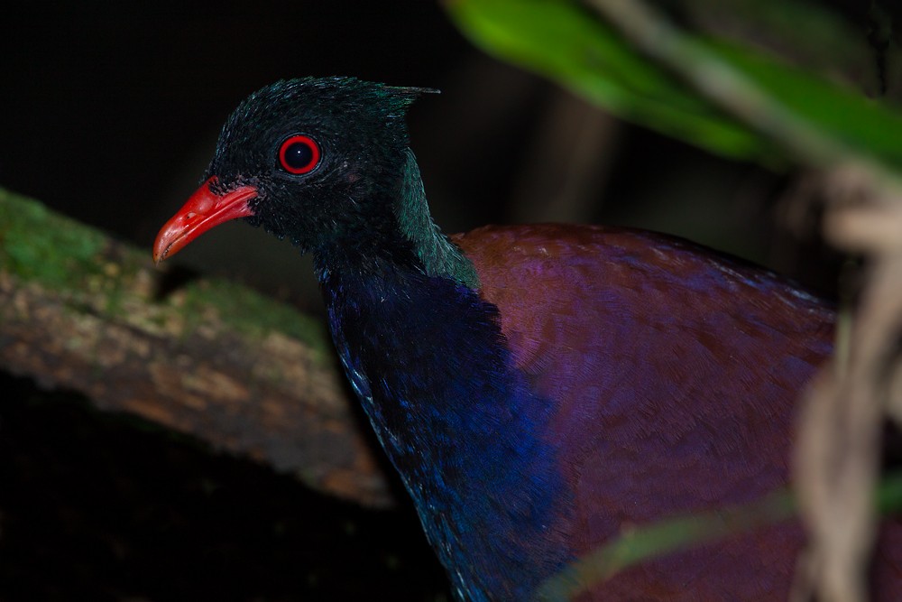 Pheasant Pigeon (Green-naped) - Dubi Shapiro