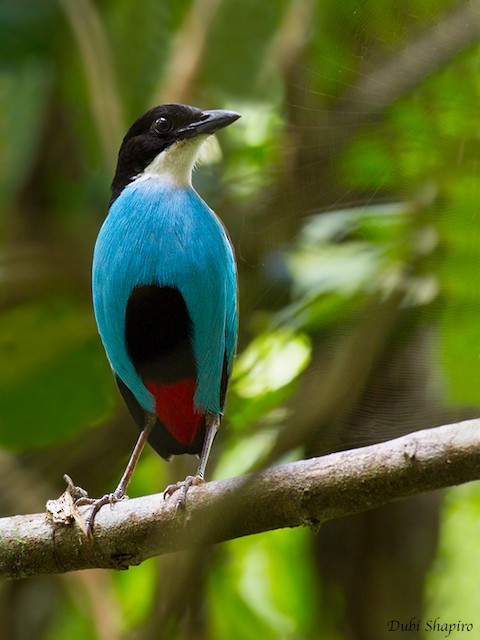 Azure-breasted Pitta
