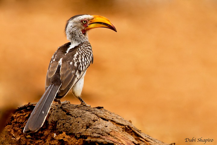 Southern Yellow-billed Hornbill - Dubi Shapiro