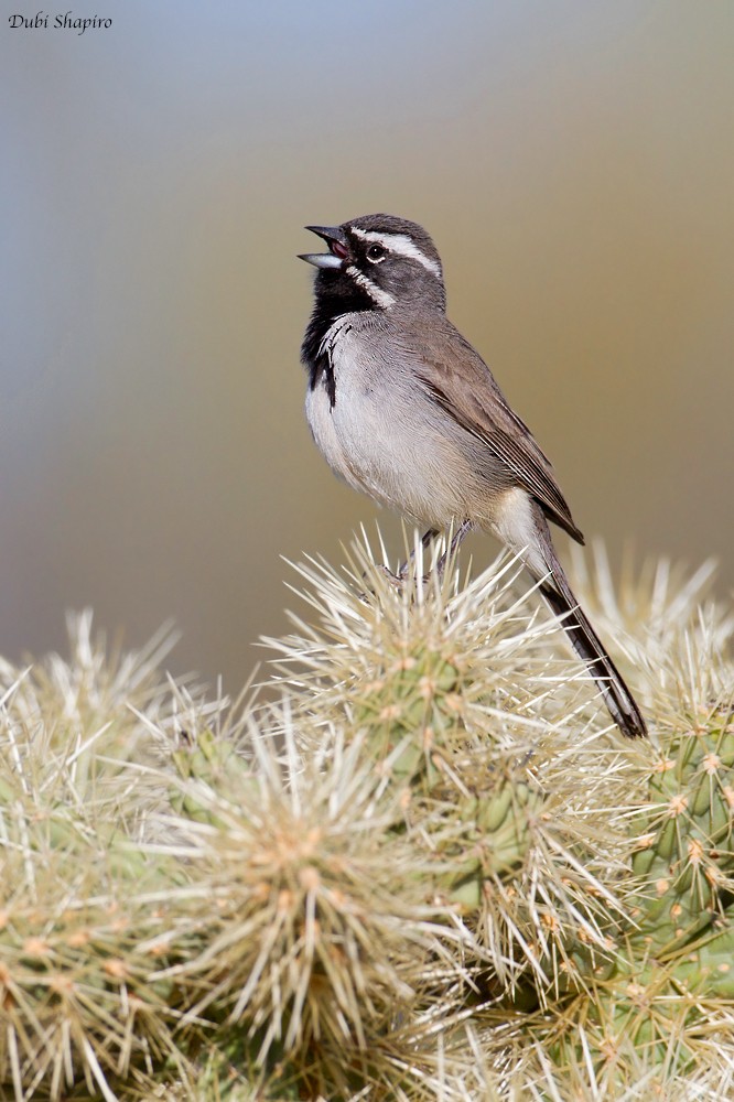 Black-throated Sparrow - Dubi Shapiro
