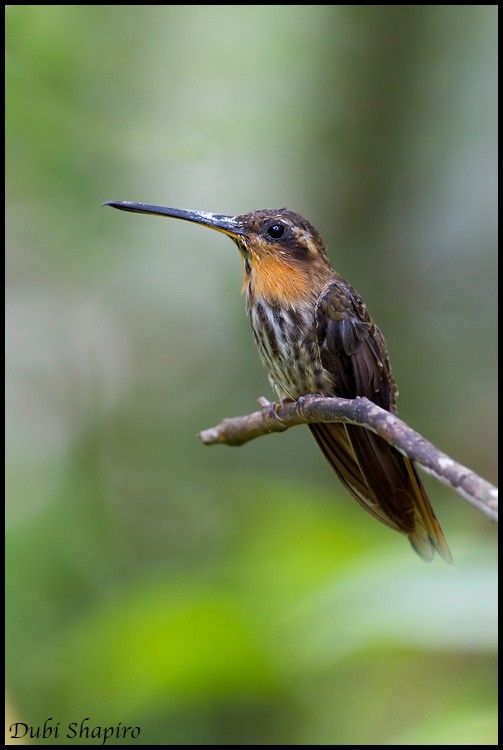 kolibřík pilozobý - ML205150871