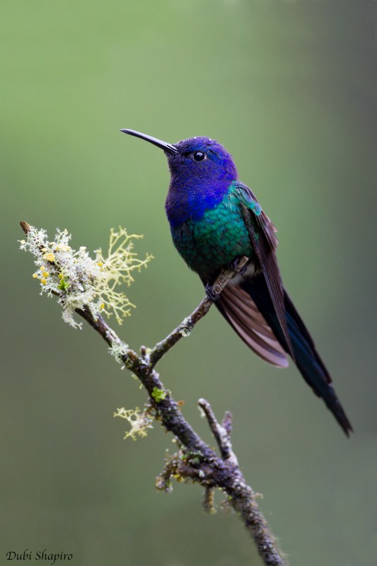 Swallow-tailed Hummingbird - Dubi Shapiro