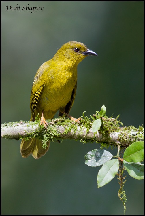 Olive-green Tanager - ML205151101