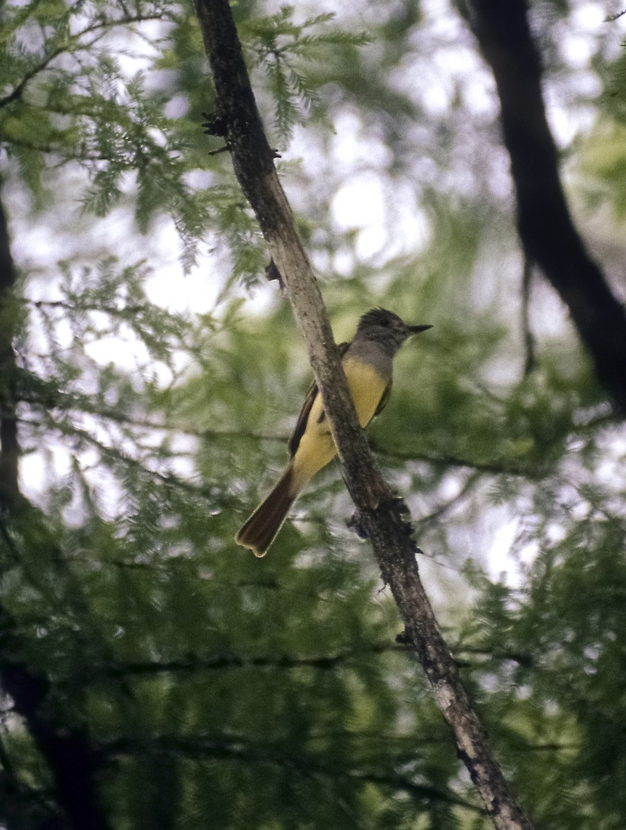 Great Crested Flycatcher - ML205151431