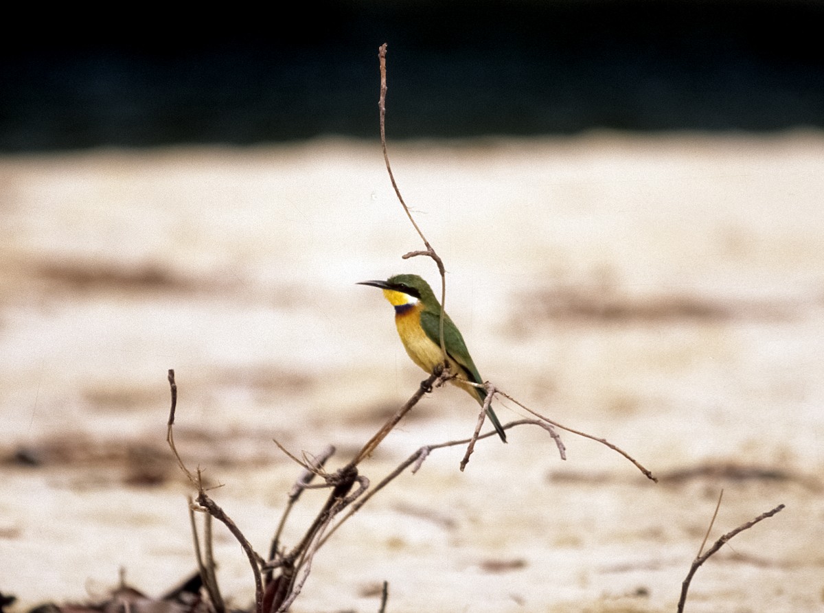 Blue-breasted Bee-eater - ML205151501