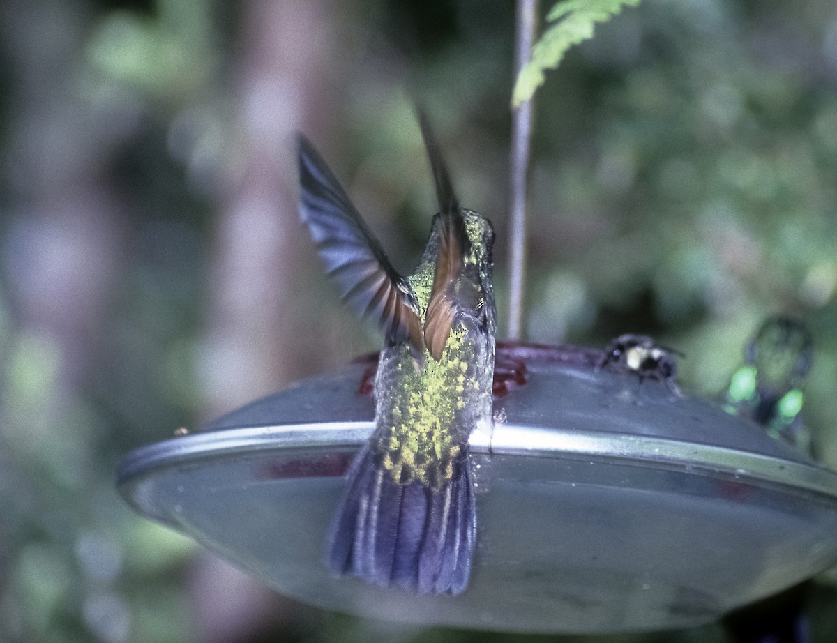 Blue-tailed Hummingbird - Josep del Hoyo