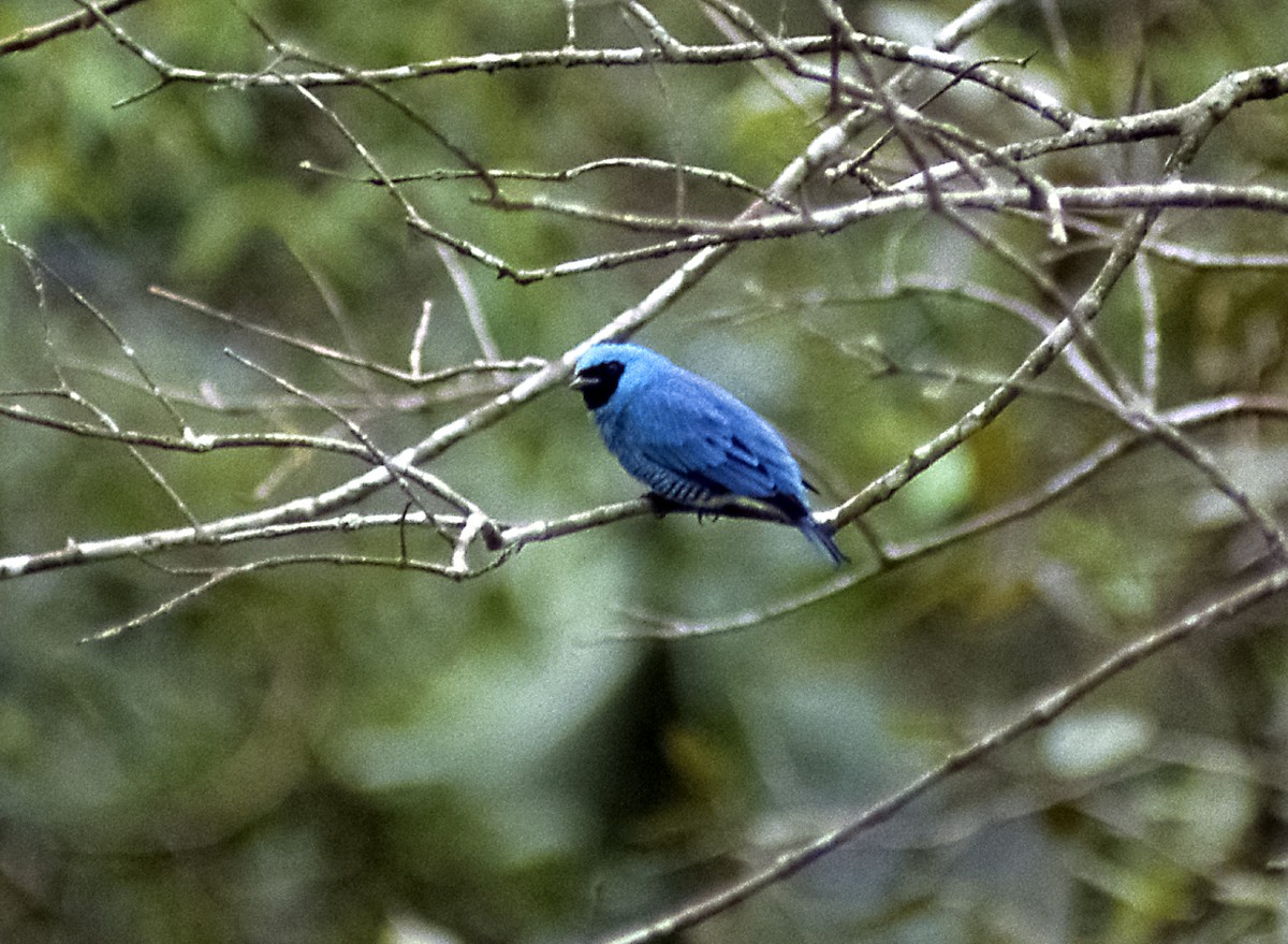 Swallow Tanager - ML205151601