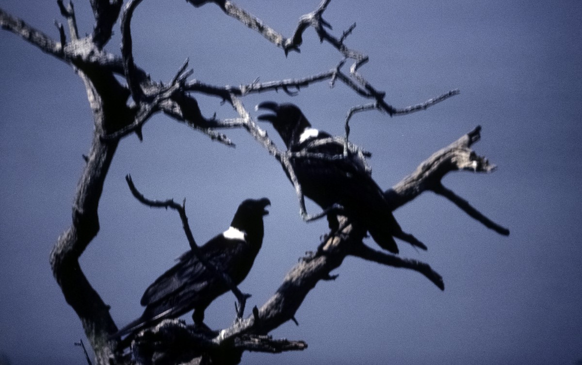 White-necked Raven - Josep del Hoyo