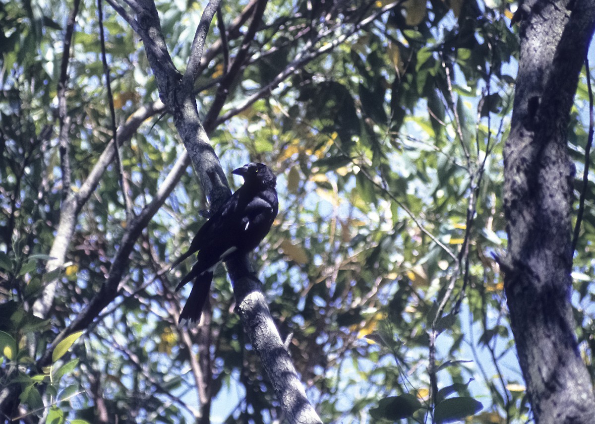 Pied Currawong - ML205151751