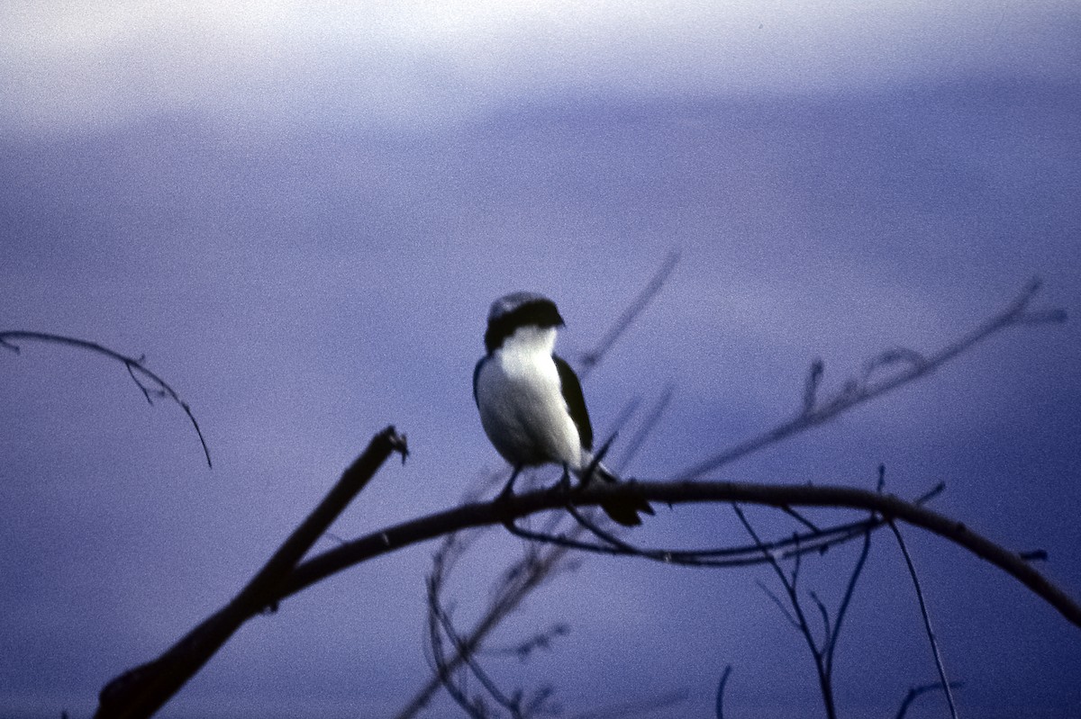 Gray-backed Fiscal - ML205151771