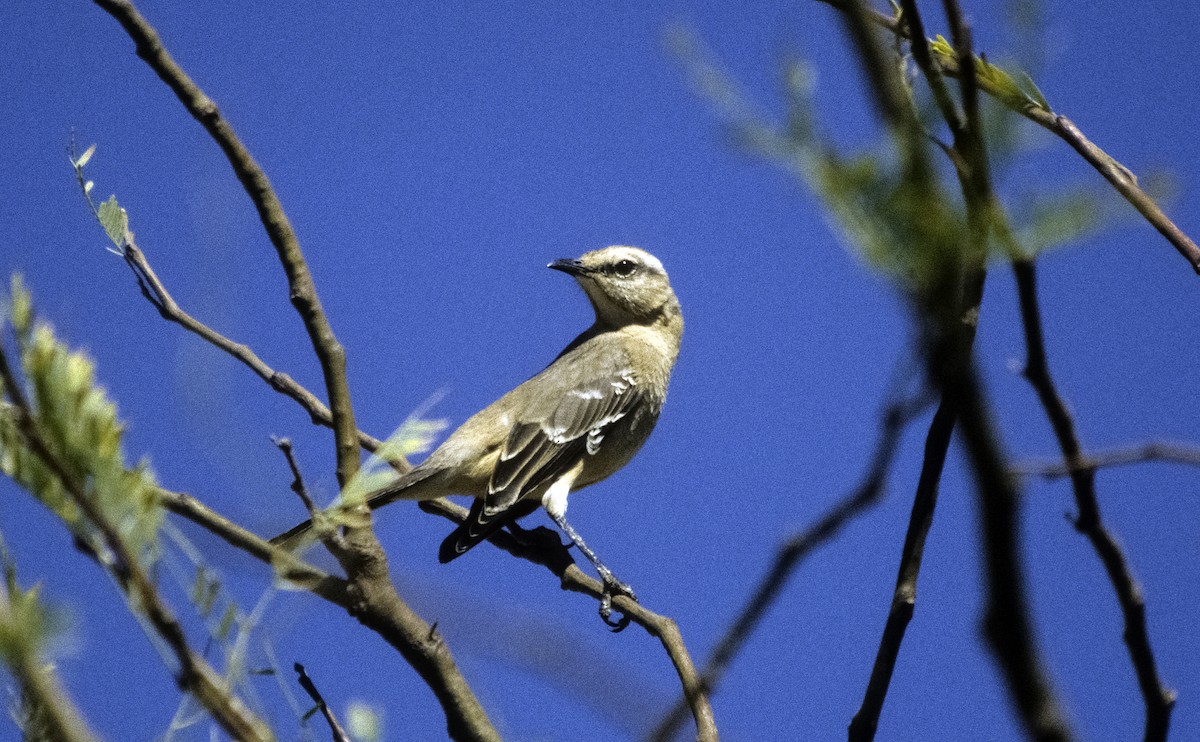 Patagonian Mockingbird - Josep del Hoyo