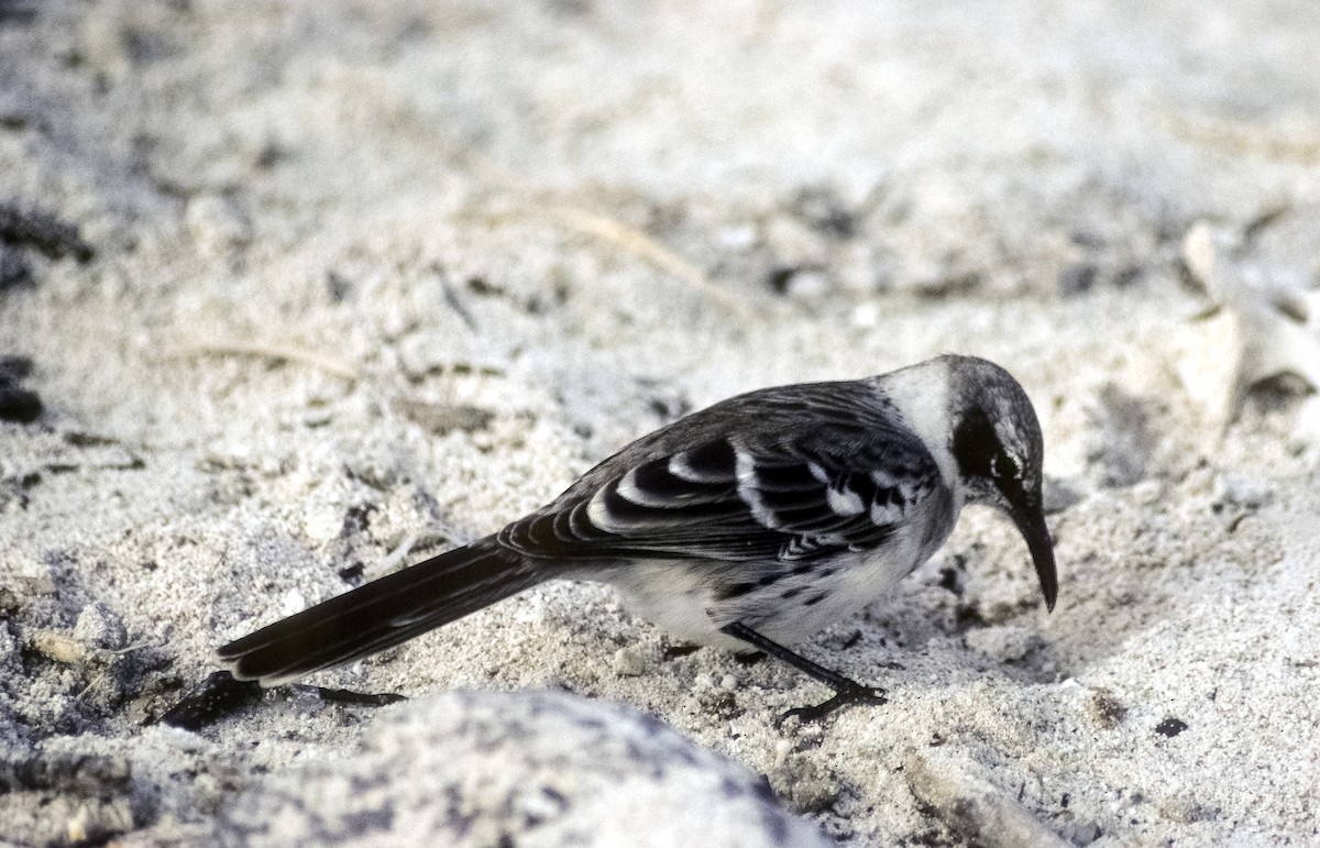 Galapagos Mockingbird - Josep del Hoyo