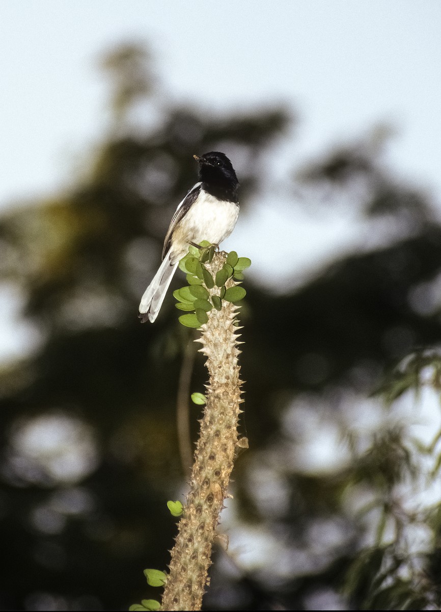 Madagascar Magpie-Robin (White-winged) - Josep del Hoyo