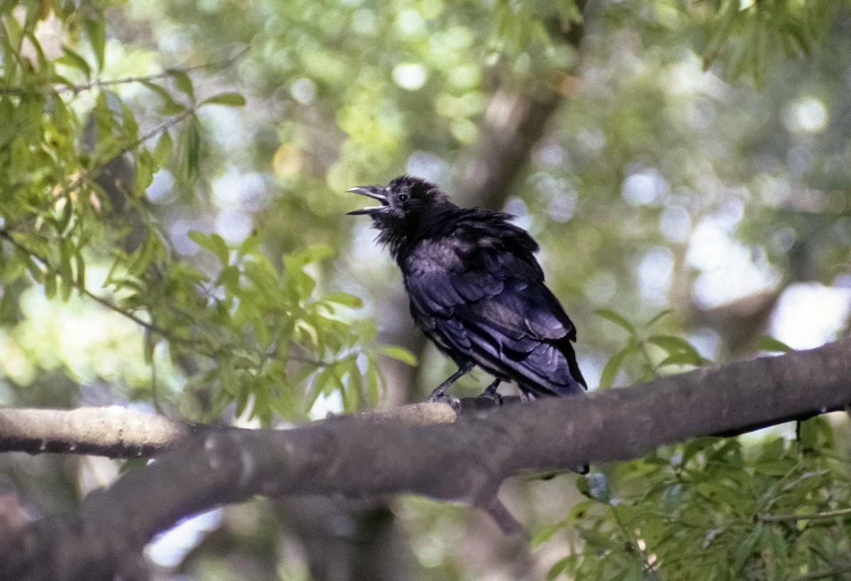 American Crow - Josep del Hoyo