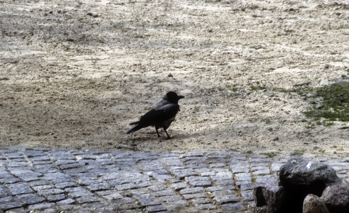 Hooded Crow (Hooded) - Josep del Hoyo