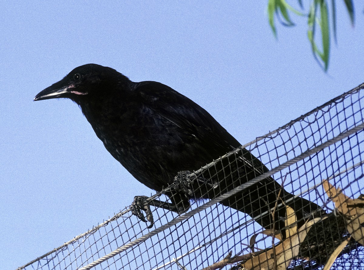 Australian Raven - Josep del Hoyo