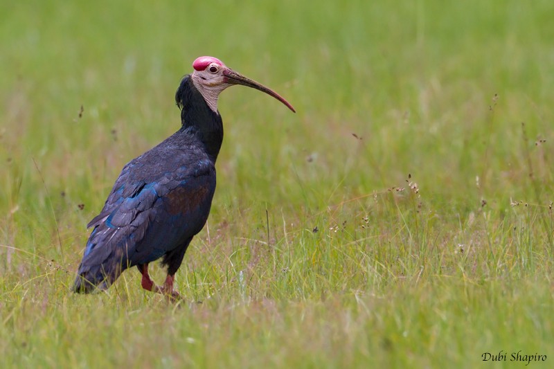 ibis jihoafrický - ML205152741