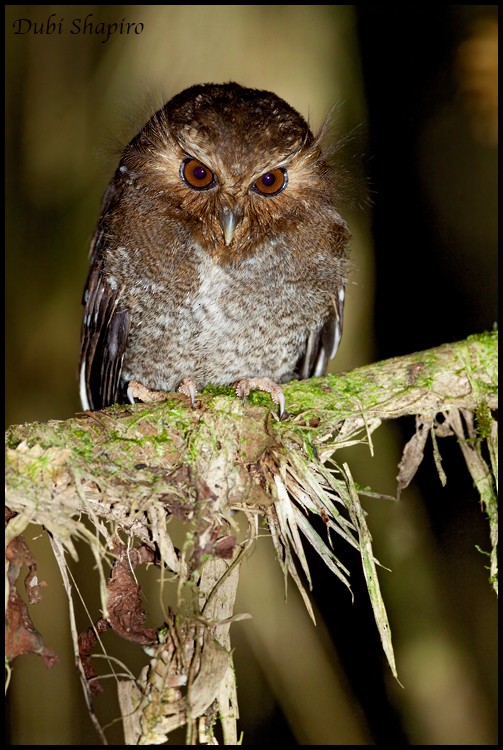 Long-whiskered Owlet - ML205152841