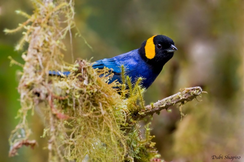 Yellow-scarfed Tanager - ML205152971
