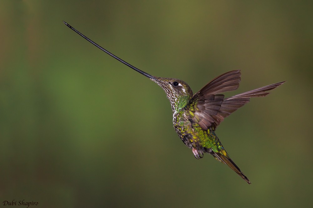 Sword-billed Hummingbird - Dubi Shapiro