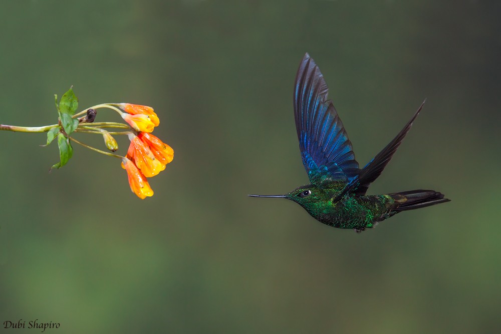 kolibřík modrokřídlý - ML205153331