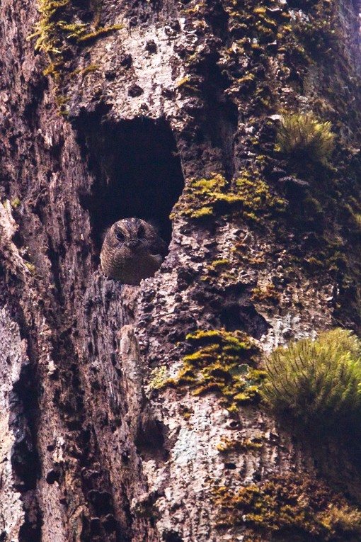 Vogelkop Owlet-nightjar - Dubi Shapiro