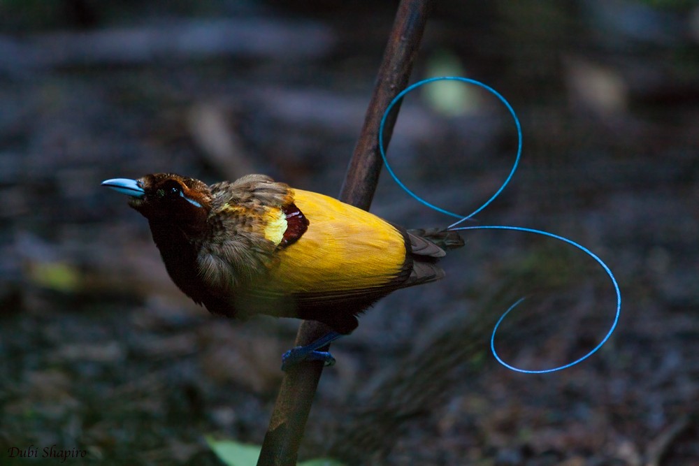 Magnificent Bird-of-Paradise - Dubi Shapiro