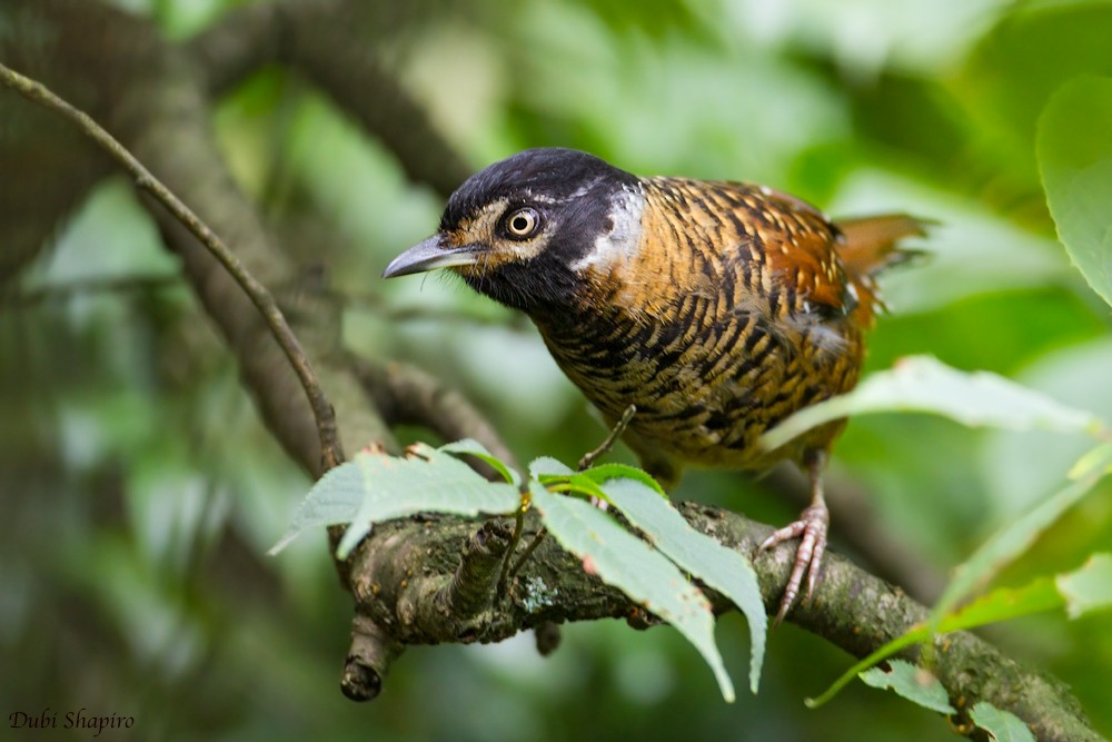 Spotted Laughingthrush - ML205153421