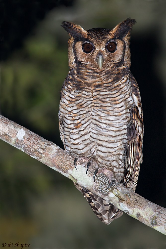 Fraser's Eagle-Owl (Western) - ML205153491