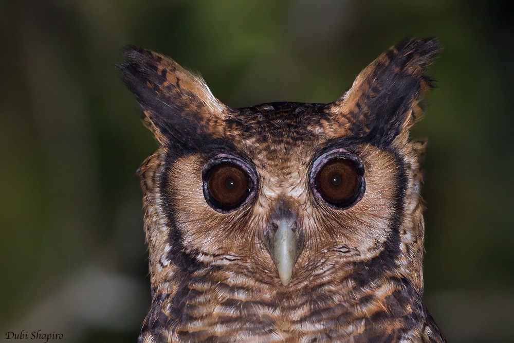 Fraser's Eagle-Owl (Western) - Dubi Shapiro