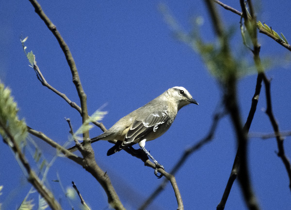 Patagonian Mockingbird - Josep del Hoyo