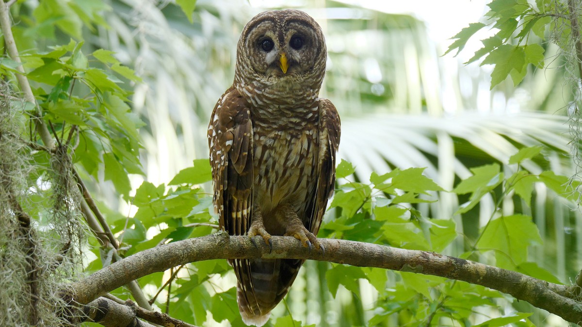 Barred Owl - Josep del Hoyo