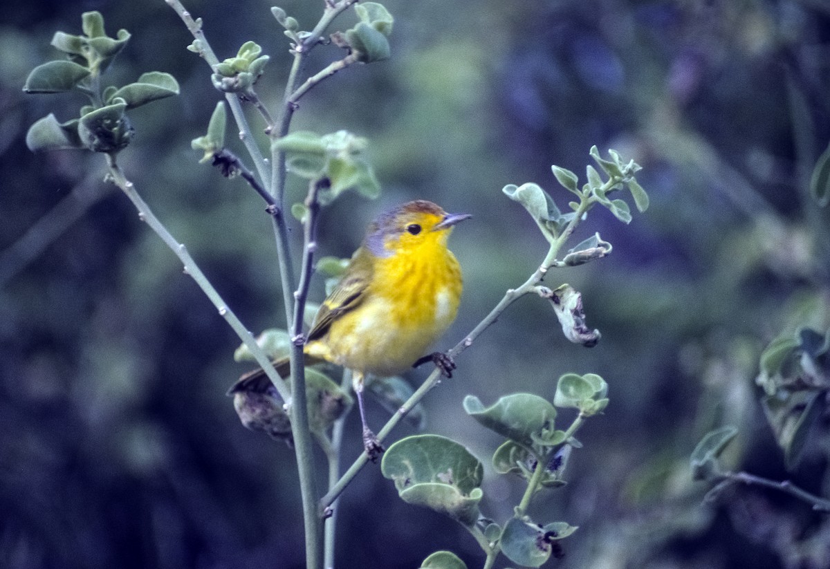 Yellow Warbler (Galapagos) - ML205154071