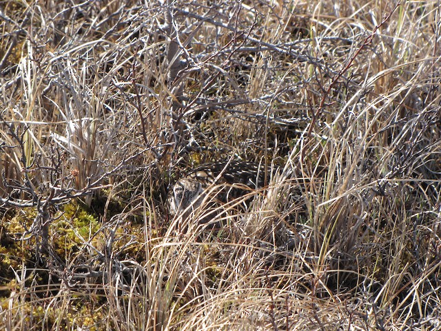 Bird incubating. - Hudsonian Godwit - 