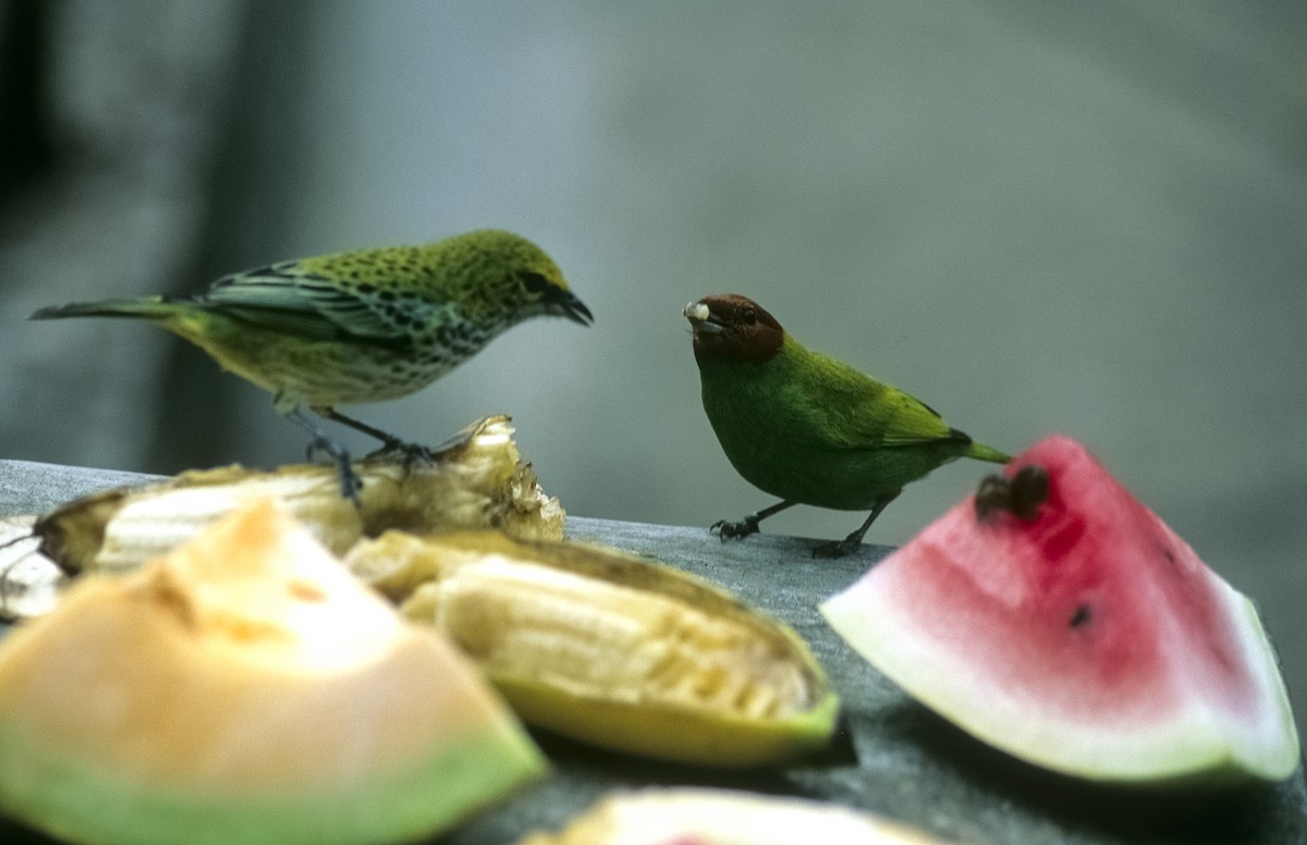 Bay-headed Tanager (Bay-and-green) - ML205154141