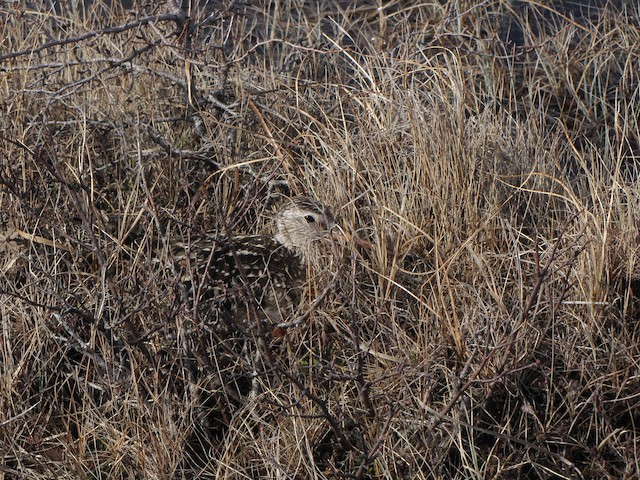 Bird incubating; June, Manitoba, Canada. - Hudsonian Godwit - 