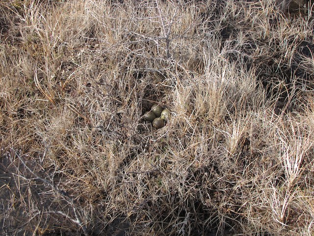 Nest with eggs; general view. - Hudsonian Godwit - 