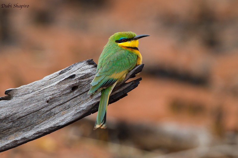 Little Bee-eater - Dubi Shapiro