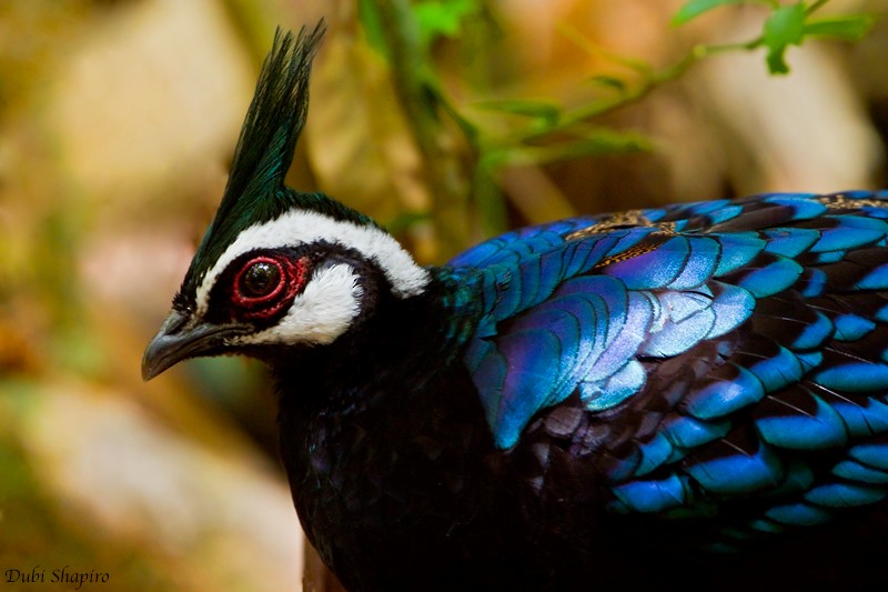 Palawan Peacock-Pheasant - Dubi Shapiro