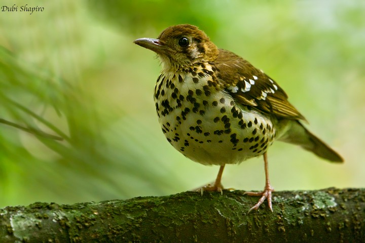 Spotted Ground-Thrush (Spotted) - ML205154891