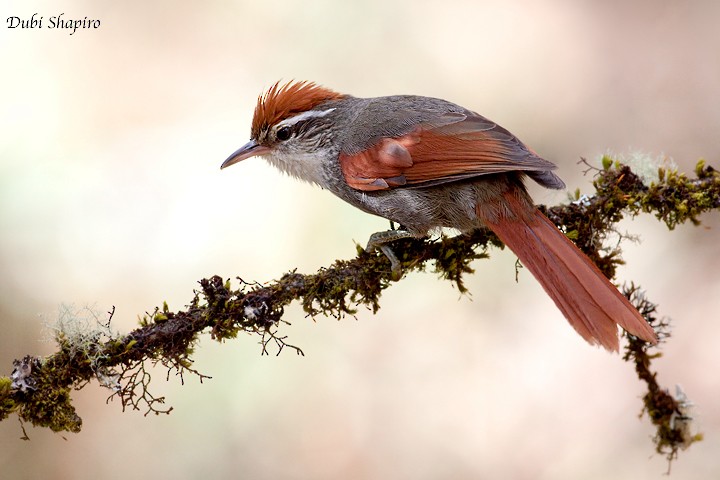 Line-cheeked Spinetail (Baron's) - ML205155001