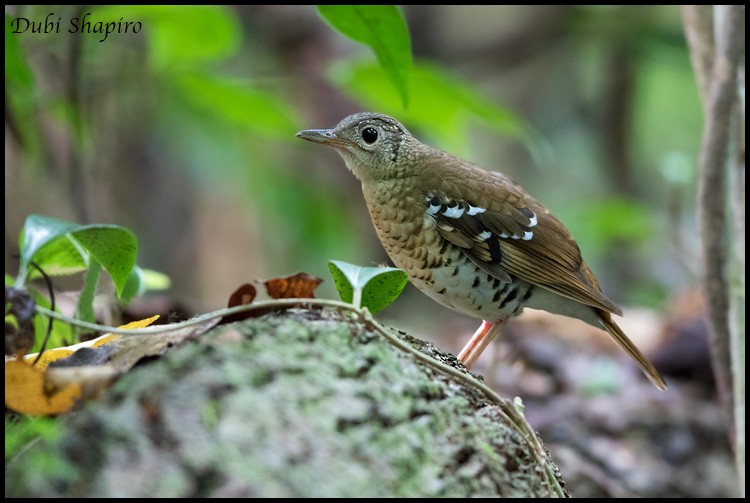 Fawn-breasted Thrush - ML205155121