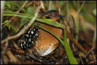 Red-breasted Partridge, ML205155381