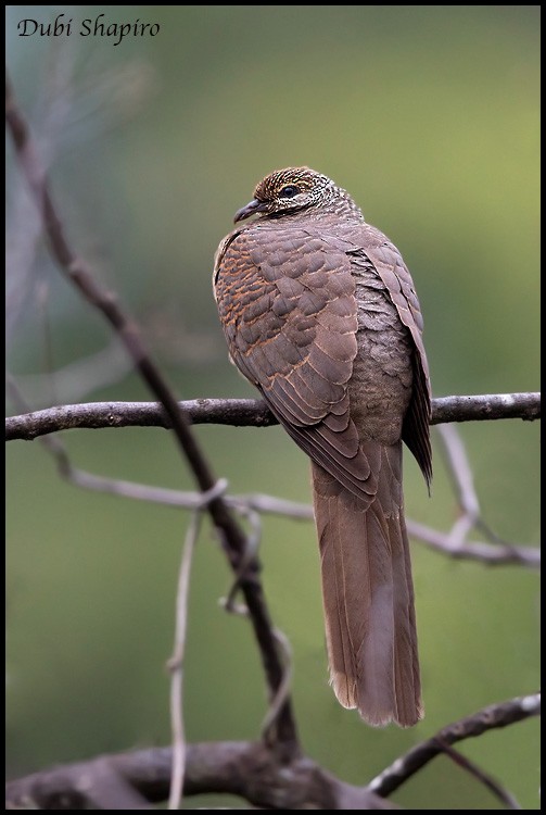 Tanimbar Cuckoo-Dove - ML205155631