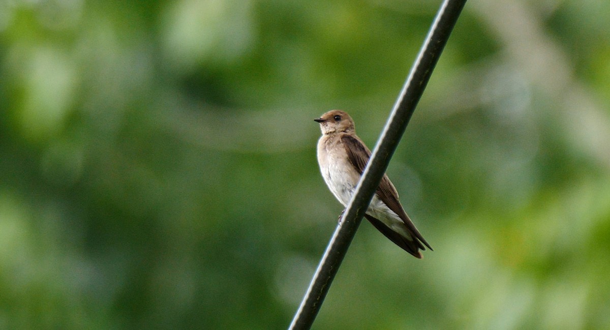 Northern Rough-winged Swallow (Northern) - Josep del Hoyo