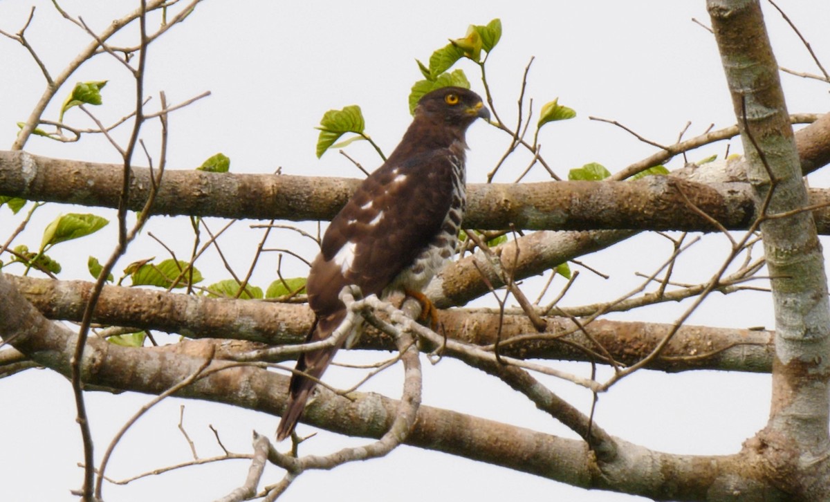 African Cuckoo-Hawk - ML205155941