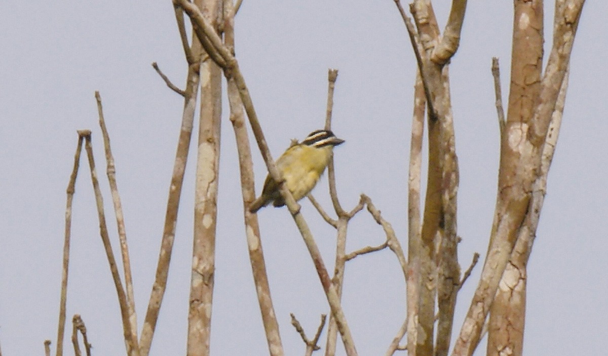 Yellow-throated Tinkerbird - ML205156021